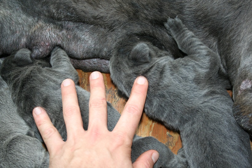 cucciolata cane mastino napoletano cucciolo