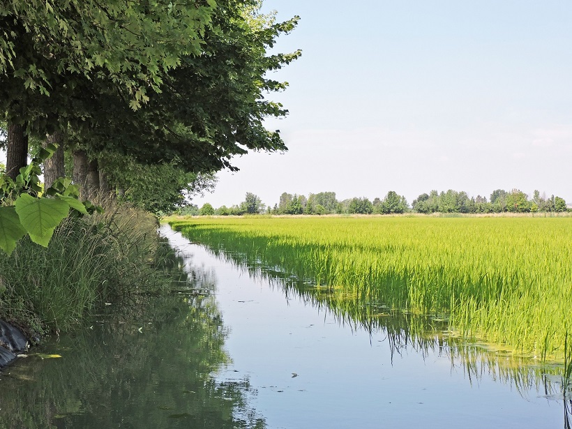 risaia riso mantova lombardia