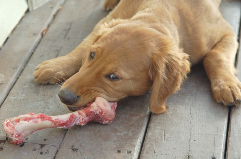 dieta cani gatti barf