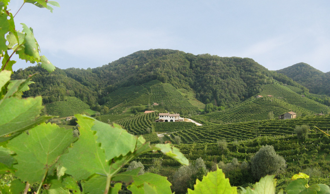 Vigneti Prosecco