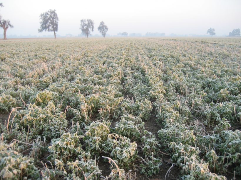 gelo Italia freddo ondata ghiaccio sud neve agricoltura campi coltivazioni