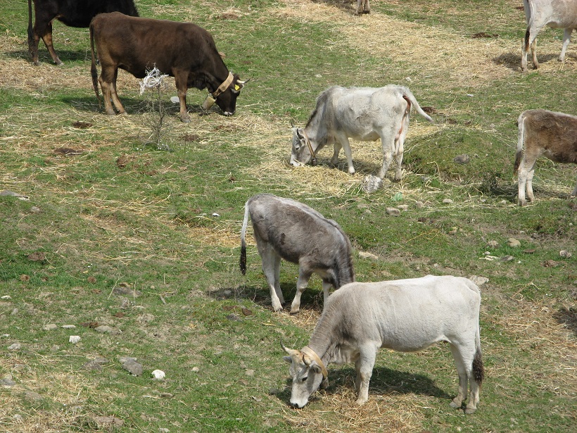 podoloche podolica vacche pascolo