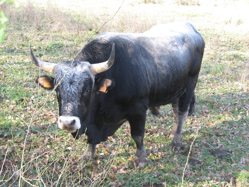 toro podolico vacca razza