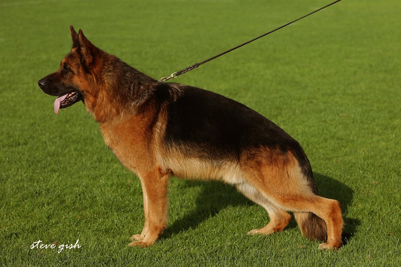 cane cani pastore tedesco cinognostica fossombrone pastore