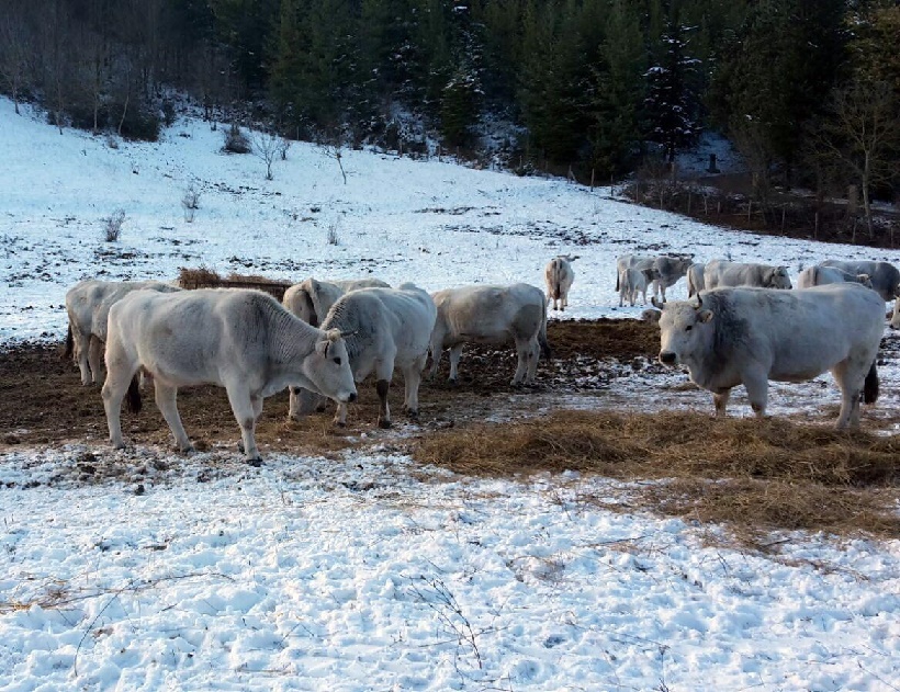 neve gelo centro italia abruzzo danni agricoltura gennaio 2017 inverno