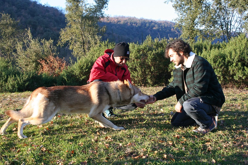 cane lupo di saarloos timidezza