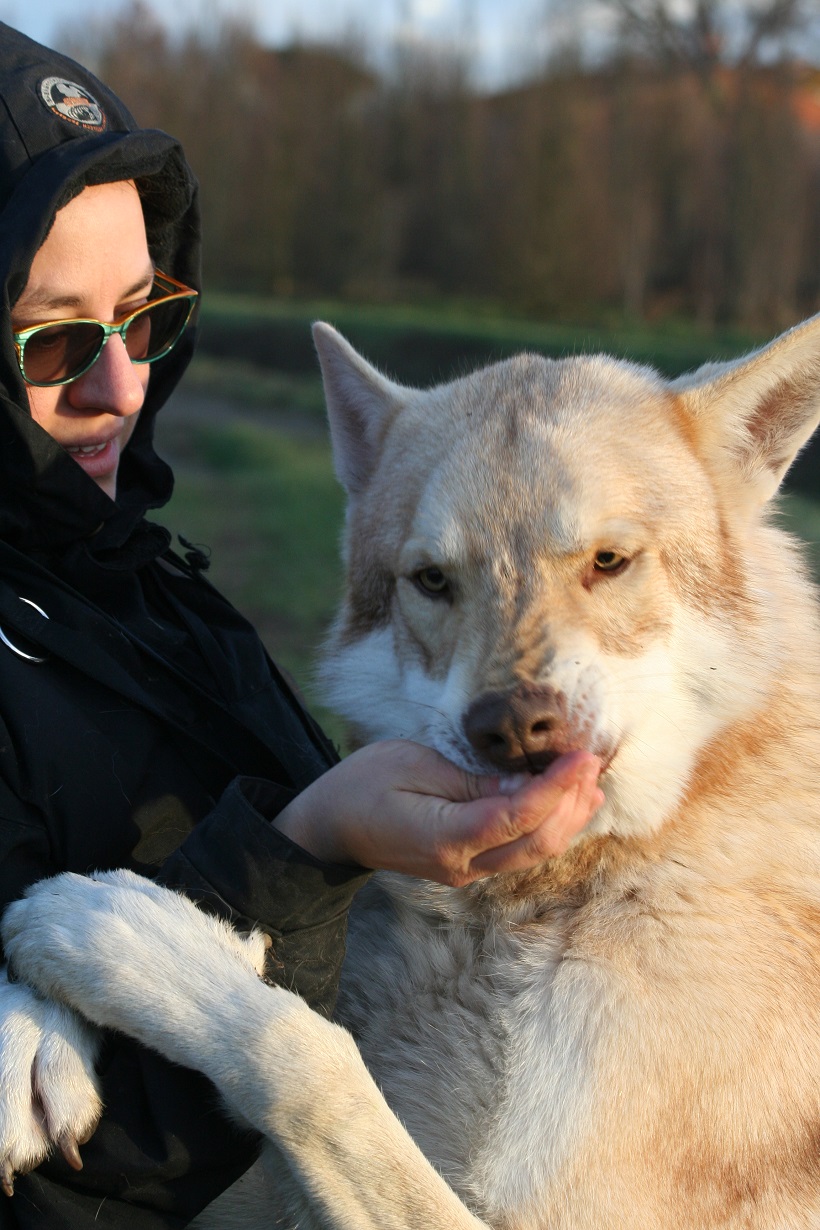 cane lupo saarloos carattere