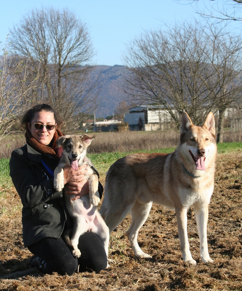 cane lupo di saarloos famiglia sociale