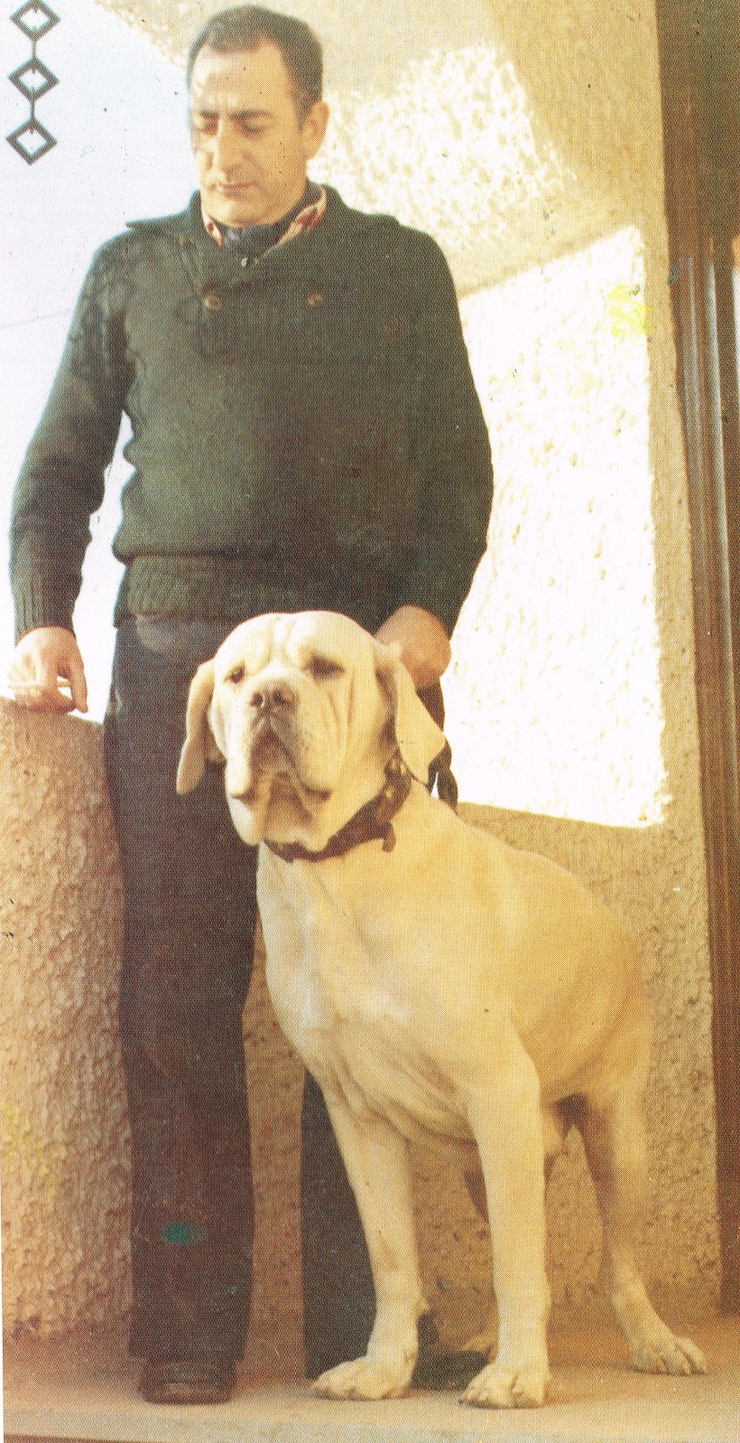 mastino napoletano bianco