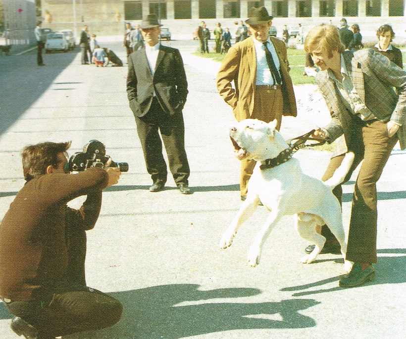 maschio mastino napoletano bianco