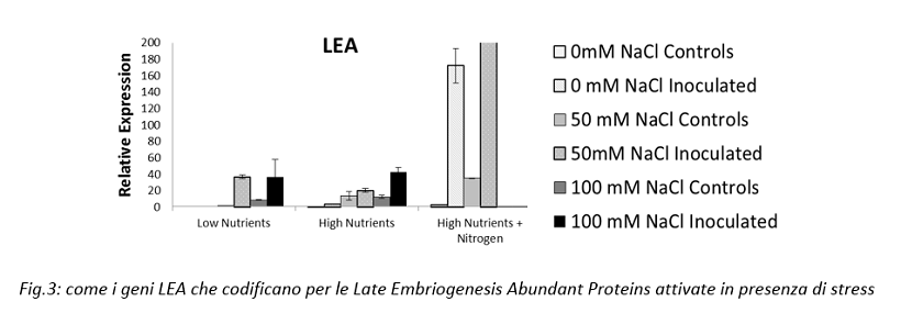 Late Embriogenesis Abundant Proteins 
