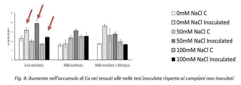 azotobacter nutrienti pomodoro