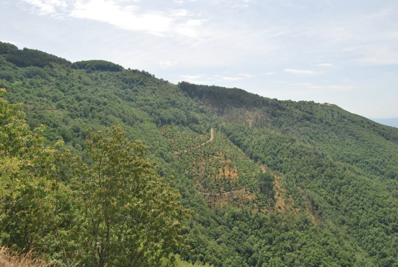 bosco assestamento foresta sant'antonio reggello casentino valdarno alberi pianificazione produttiva legno utilizzazione