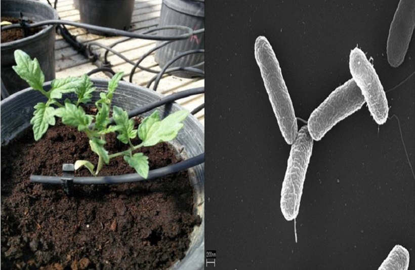 pomodoro azotobacter inoculato stress resistenza