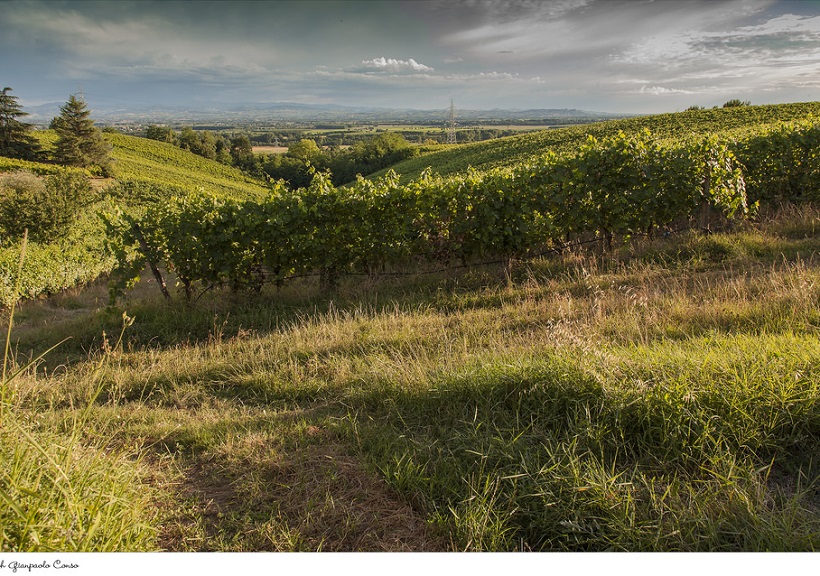 colli banini pisello proteico vite uva champagne