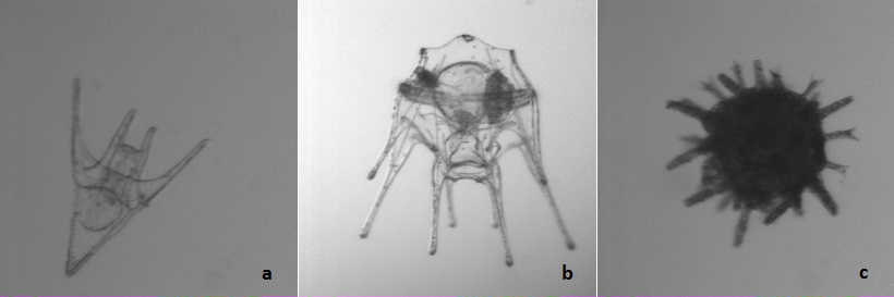 Paracentrotus lividus riccio di mare