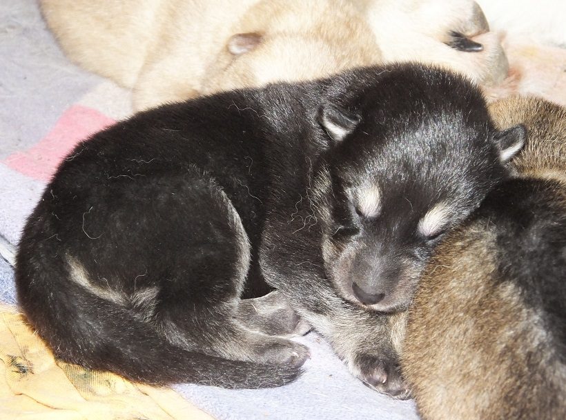 Cucciolo di Saarlos Nero