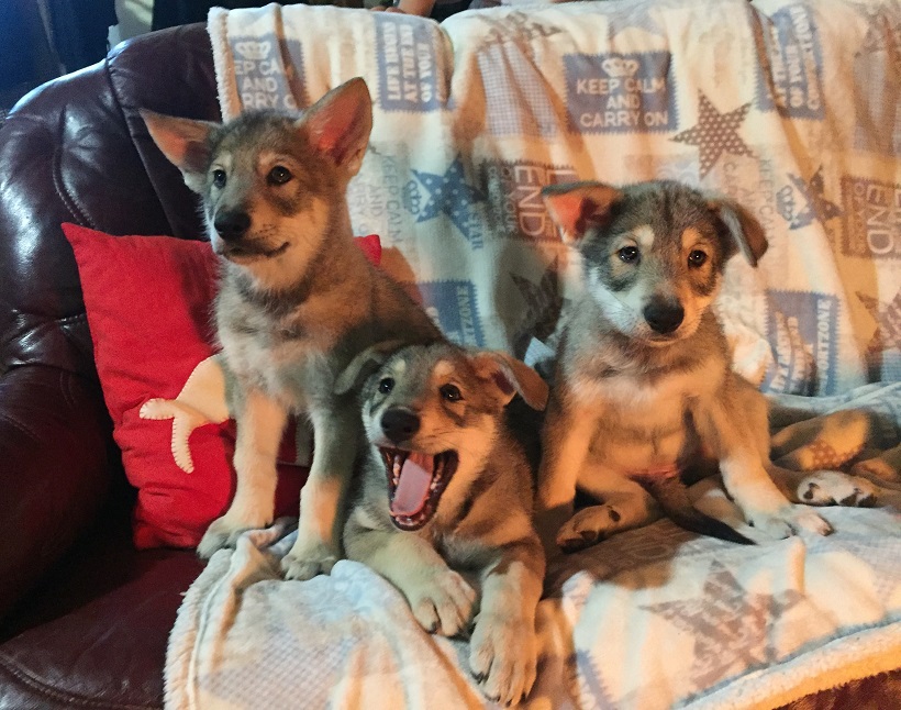 cuccioli cane lupo allevamento