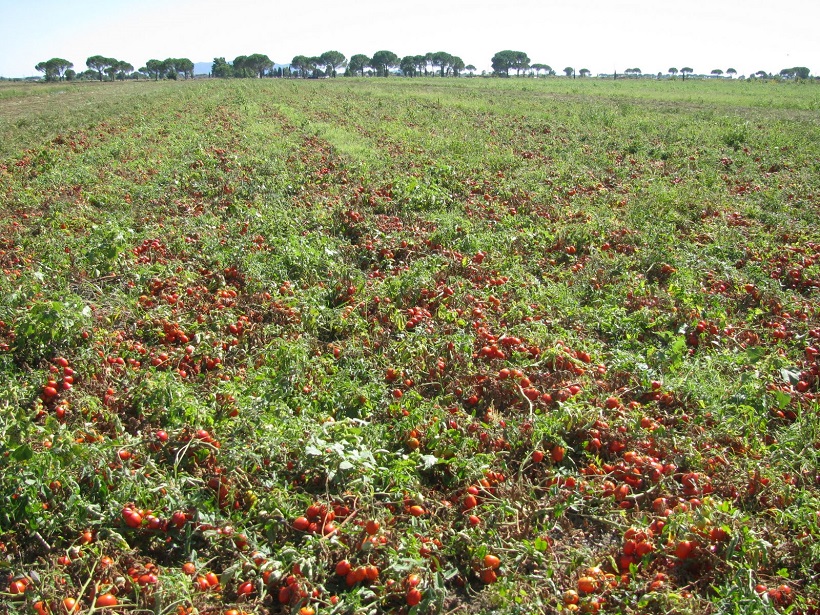 pomodoro da industria italia cina mercato salsa coltivazioni passata