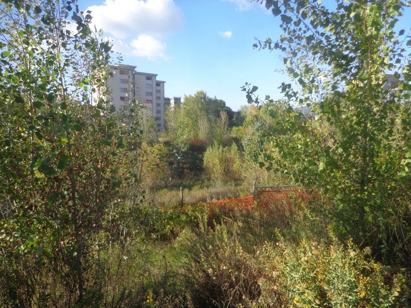 alberature firenze alberi aree degradate salvaguardia ambiente verde