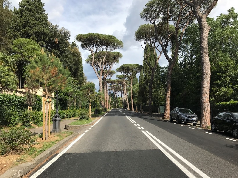 abbattimento alberi firenze privati giardini piante taglio