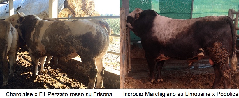 charolaise x pezzato rosso incrocio marchigiano limousine podolica