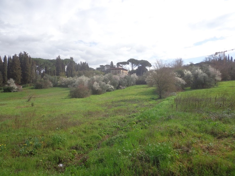 verde urbano alberature alberi edilizia cantieri degrado città