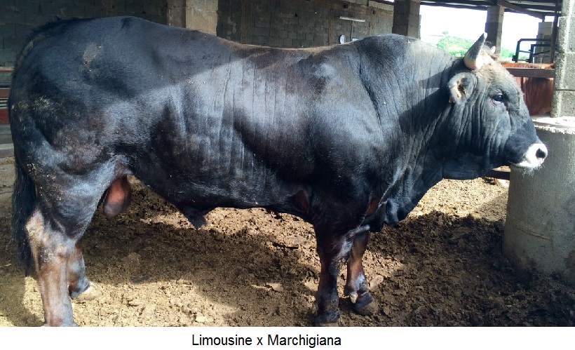 toro limousine x marchigiana