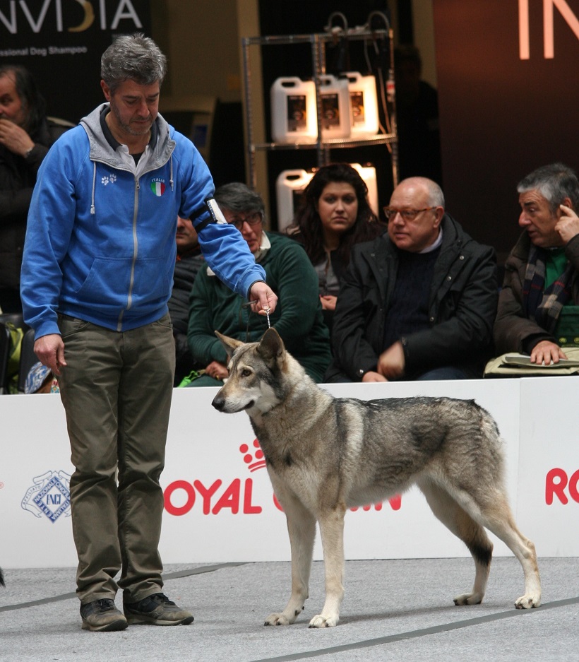 cane lupo saarloos allevamendo standard