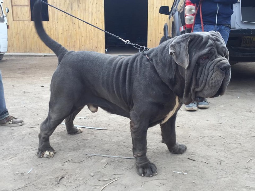 mastino napoletano cane allevamento standard razza