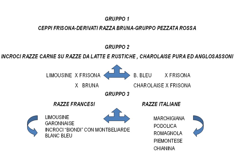 razze bovini frisona bruna derivati