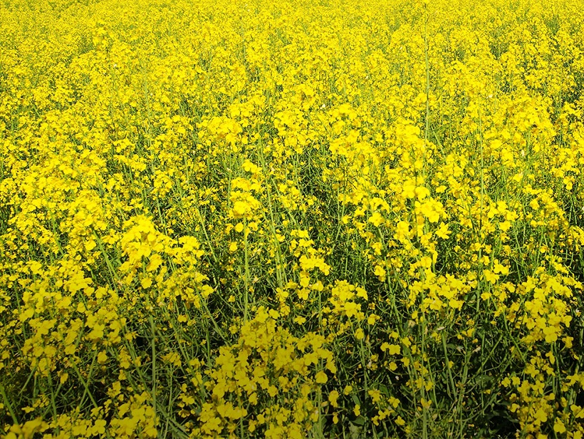 colza fiori olio coltivazione campo agricoltura