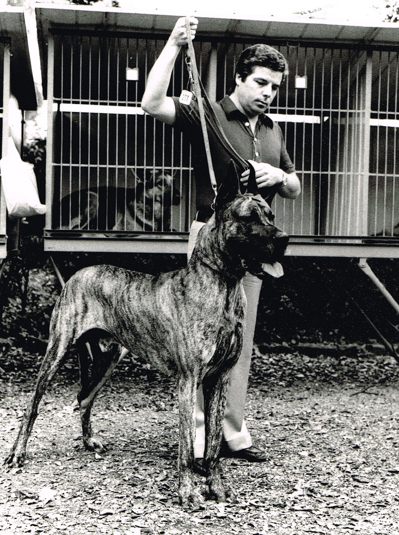 esemplare cane antico firenze esposizione