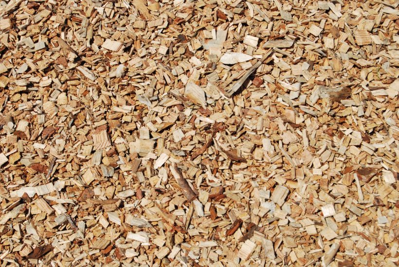 cippato legna legno cippatura chips wood pino conifera 