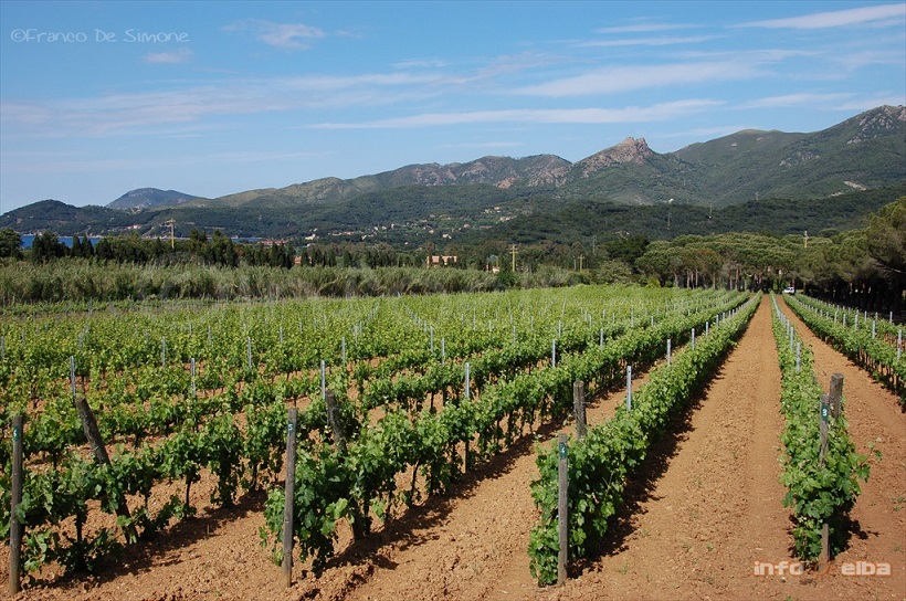 vino elba isola vigna uva viticoltura mare costa aleatico vitigno