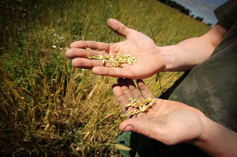 Agricoltura e sviluppo