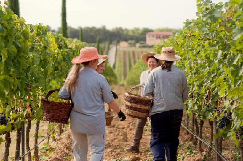 vino cortona doc cantina campo vigna uva