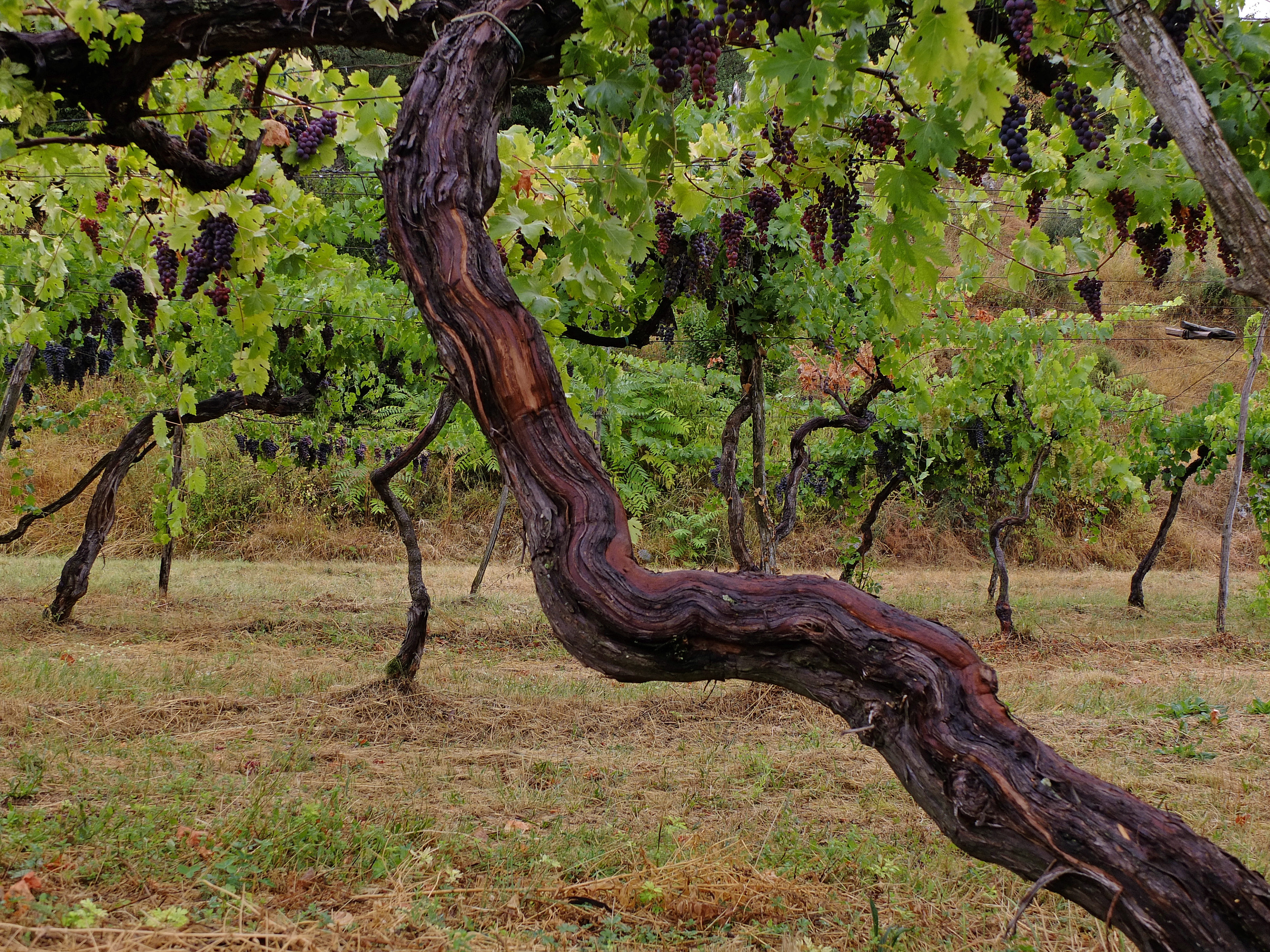 vitigno elmo nuovo valpolicella valpantena
