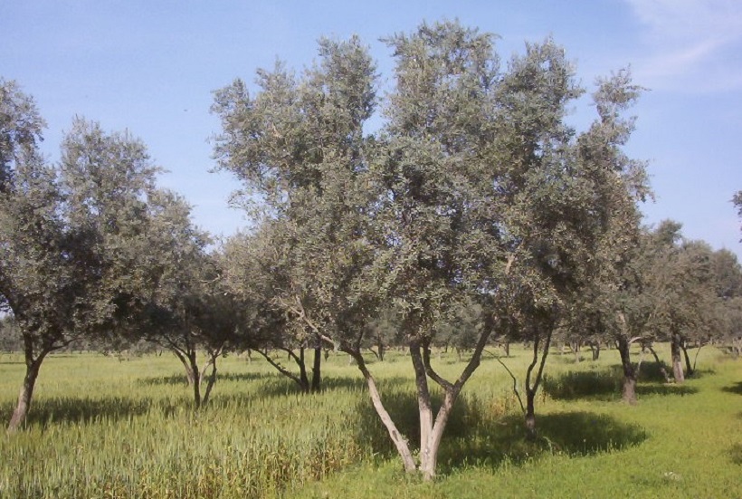 consociazione olivo grano agricoltura cereali pratiche agronomiche