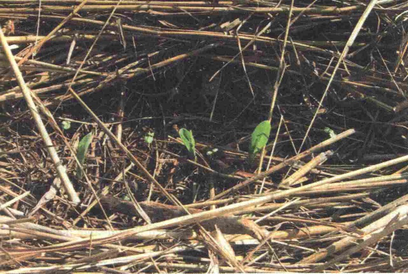 mais emergenza stoppe pacciamatura naturale agricoltura minima sovescio