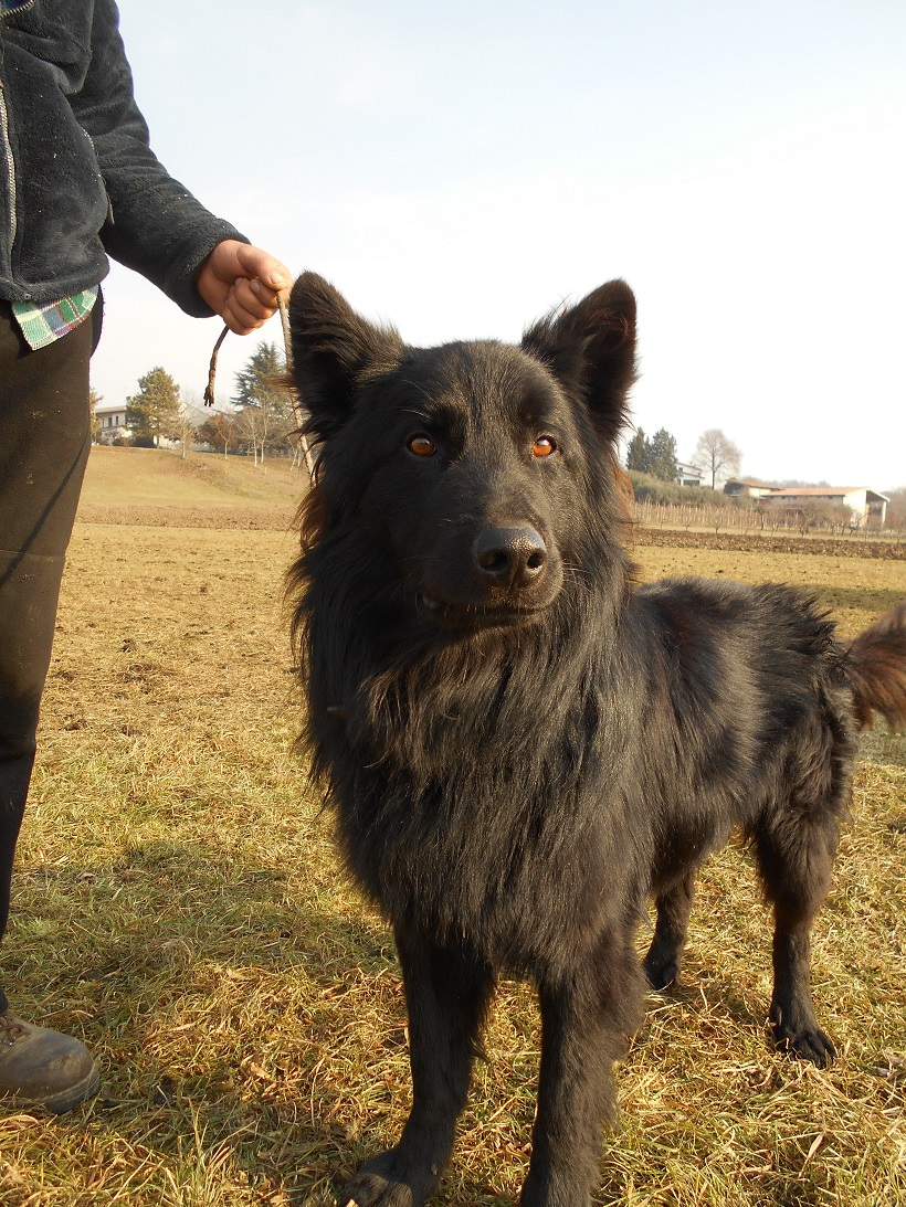 pastore cane 