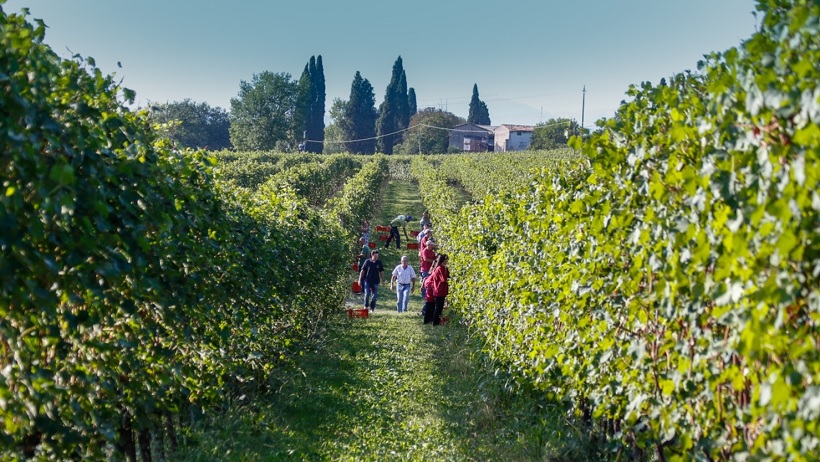 lugana vino 2017 annata lago di garda vendemmia