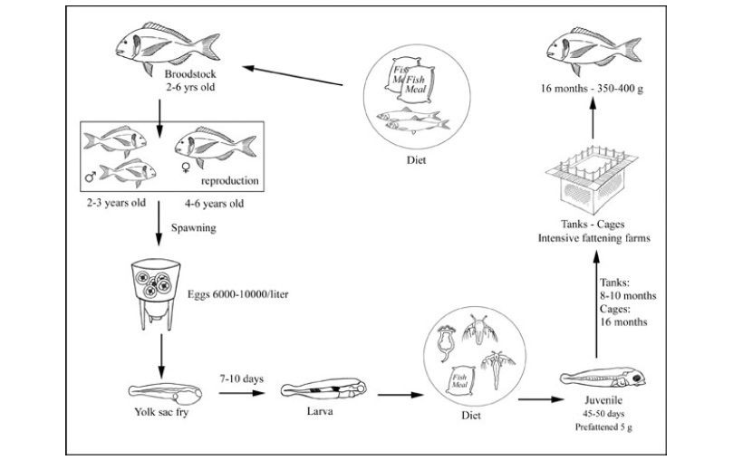 allevamento pesce schema