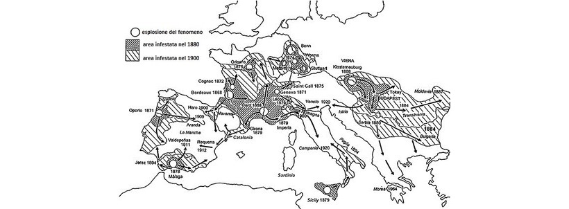 vite diffusione europa vitis vinifera