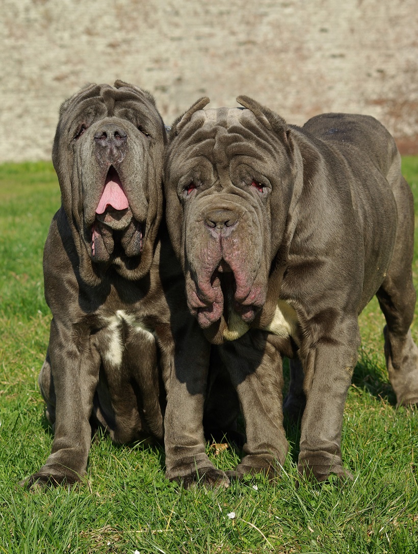 mastino napoletano coppia cane