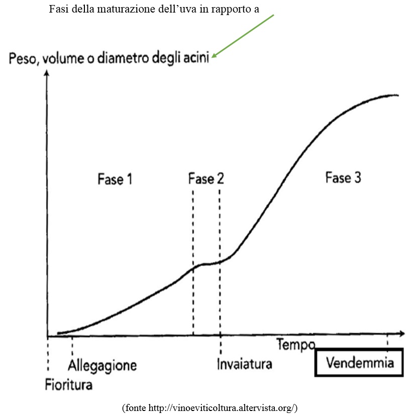 titolazione uva acino vino mosto