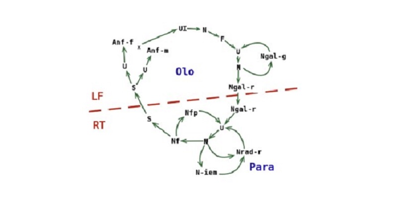 fillossera vite ciclo