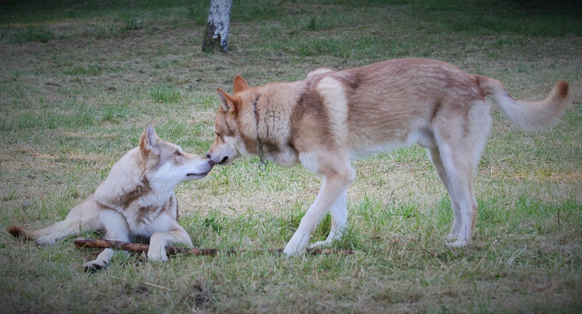 cane lupo di saarloos coppia cane