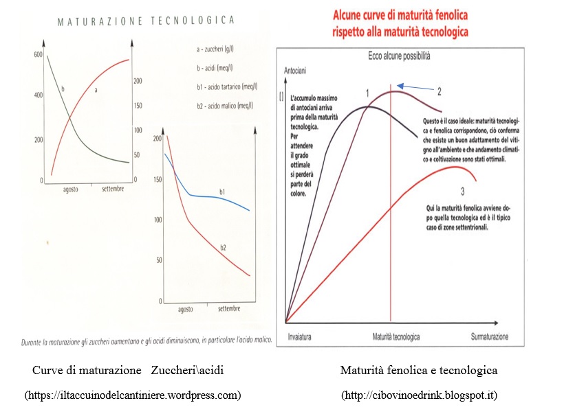 rifrattometro uva acino zuccheri