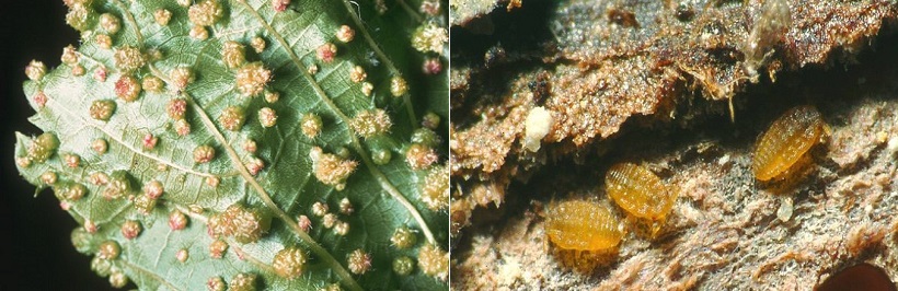 fillossera vite galle afidi insetto malattia danni foglie vitis 